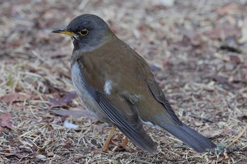 Pale Thrush 秋葉公園 Sun, 2/28/2021