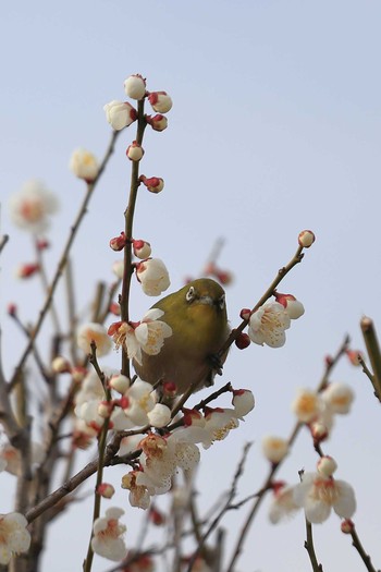 Warbling White-eye 安八百梅園 Sun, 2/28/2021