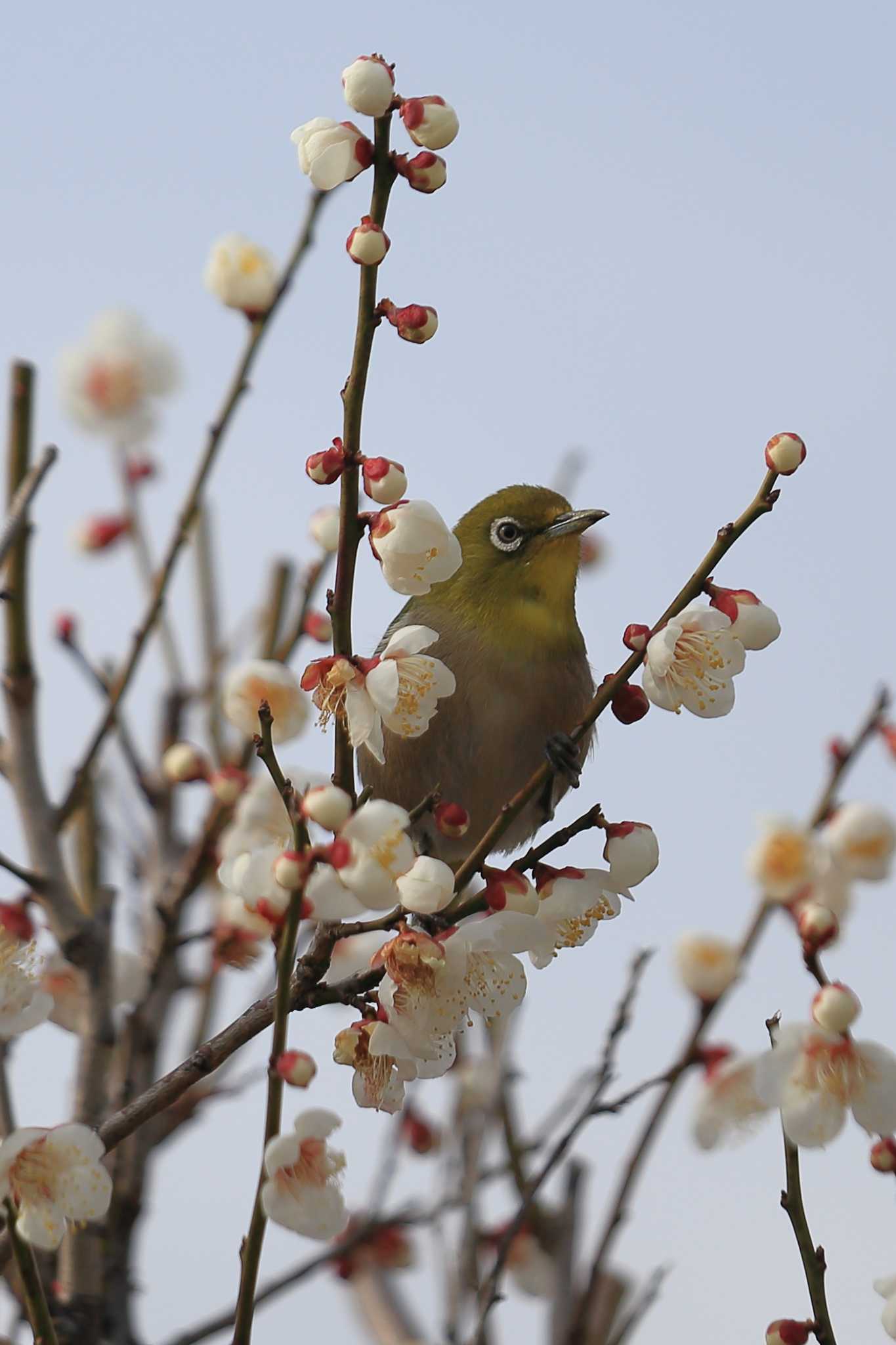 Photo of Warbling White-eye at 安八百梅園 by ごろう