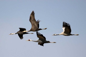 Common Crane Izumi Crane Observation Center Sat, 12/17/2016