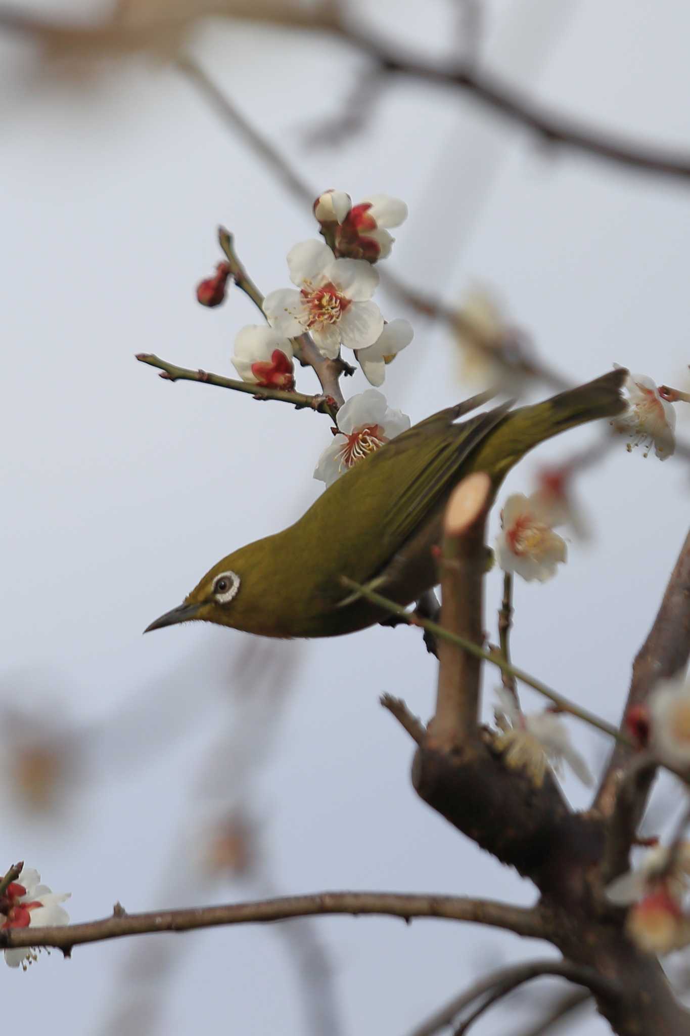 Photo of Warbling White-eye at 南濃梅園 by ごろう