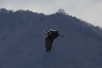 Grey Heron 南濃梅園 Sun, 2/28/2021