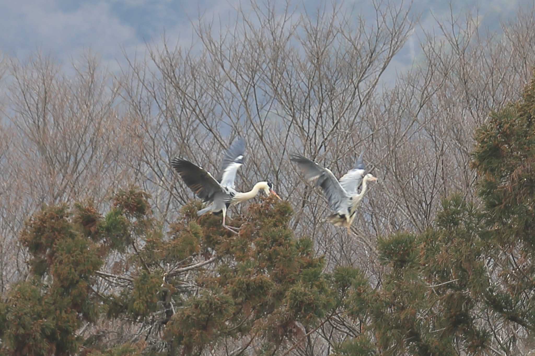 Photo of Grey Heron at 南濃梅園 by ごろう