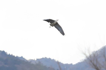 Grey Heron 南濃梅園 Sun, 2/28/2021