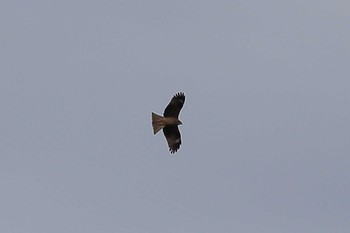 Black Kite 南濃梅園 Sun, 2/28/2021