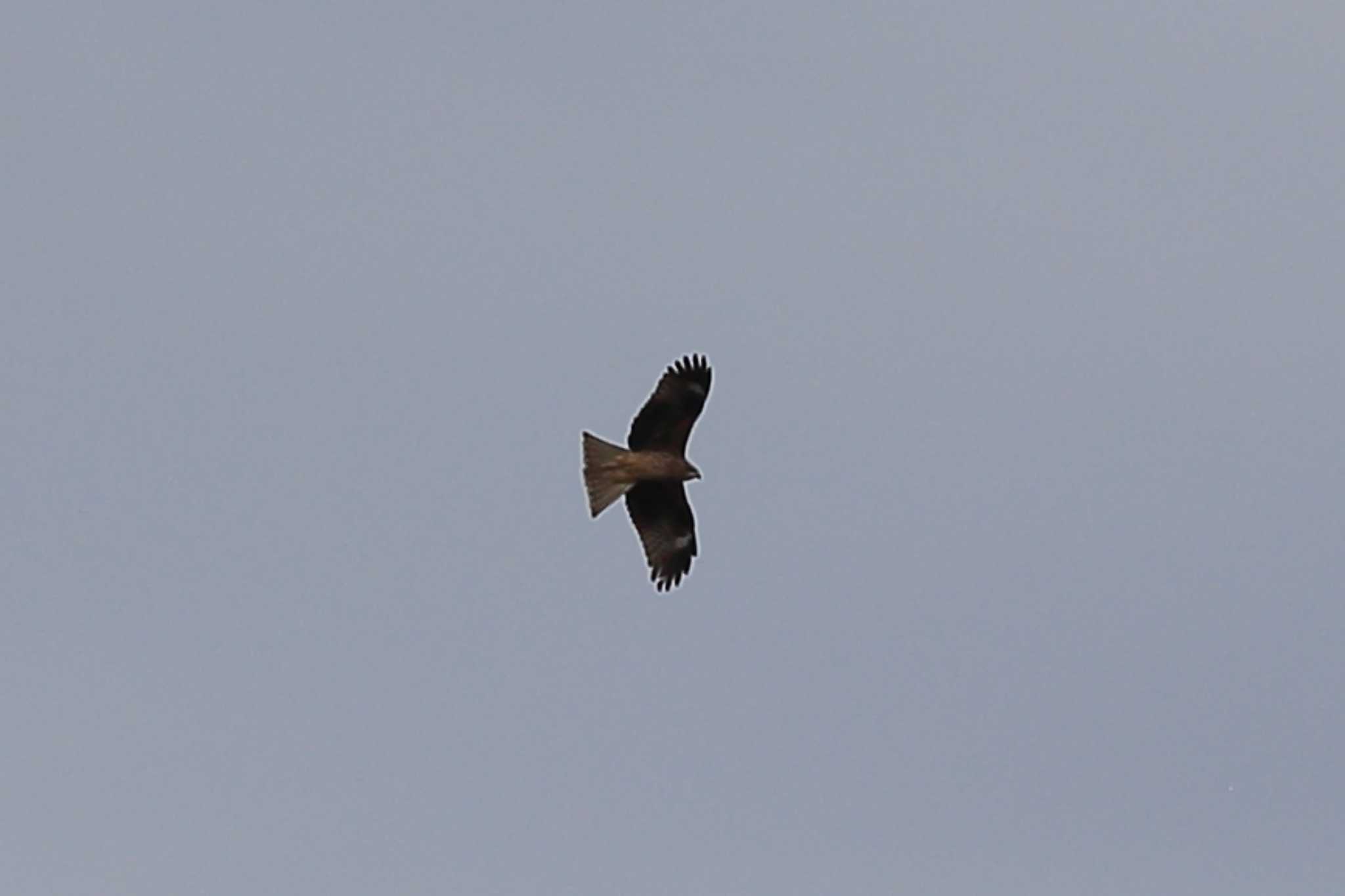 Photo of Black Kite at 南濃梅園 by ごろう