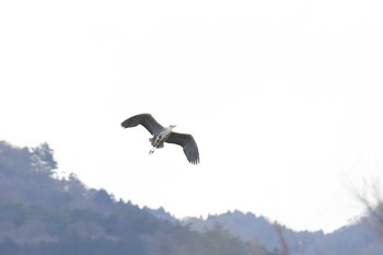 Grey Heron 南濃梅園 Sun, 2/28/2021