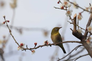 Warbling White-eye 南濃梅園 Sun, 2/28/2021