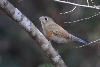 Red-flanked Bluetail 豊田市自然観察の森 Sun, 2/28/2021