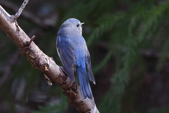 Red-flanked Bluetail 豊田市自然観察の森 Sun, 2/28/2021