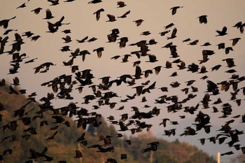 2016年12月17日(土) 出水市ツル観察センターの野鳥観察記録