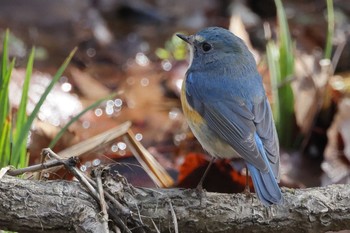 Red-flanked Bluetail 豊田市自然観察の森 Sun, 2/28/2021