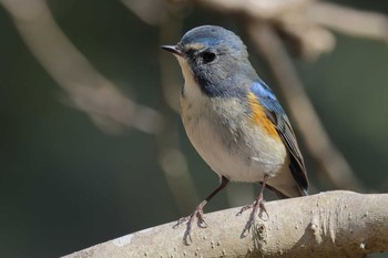 Red-flanked Bluetail 豊田市自然観察の森 Sun, 2/28/2021