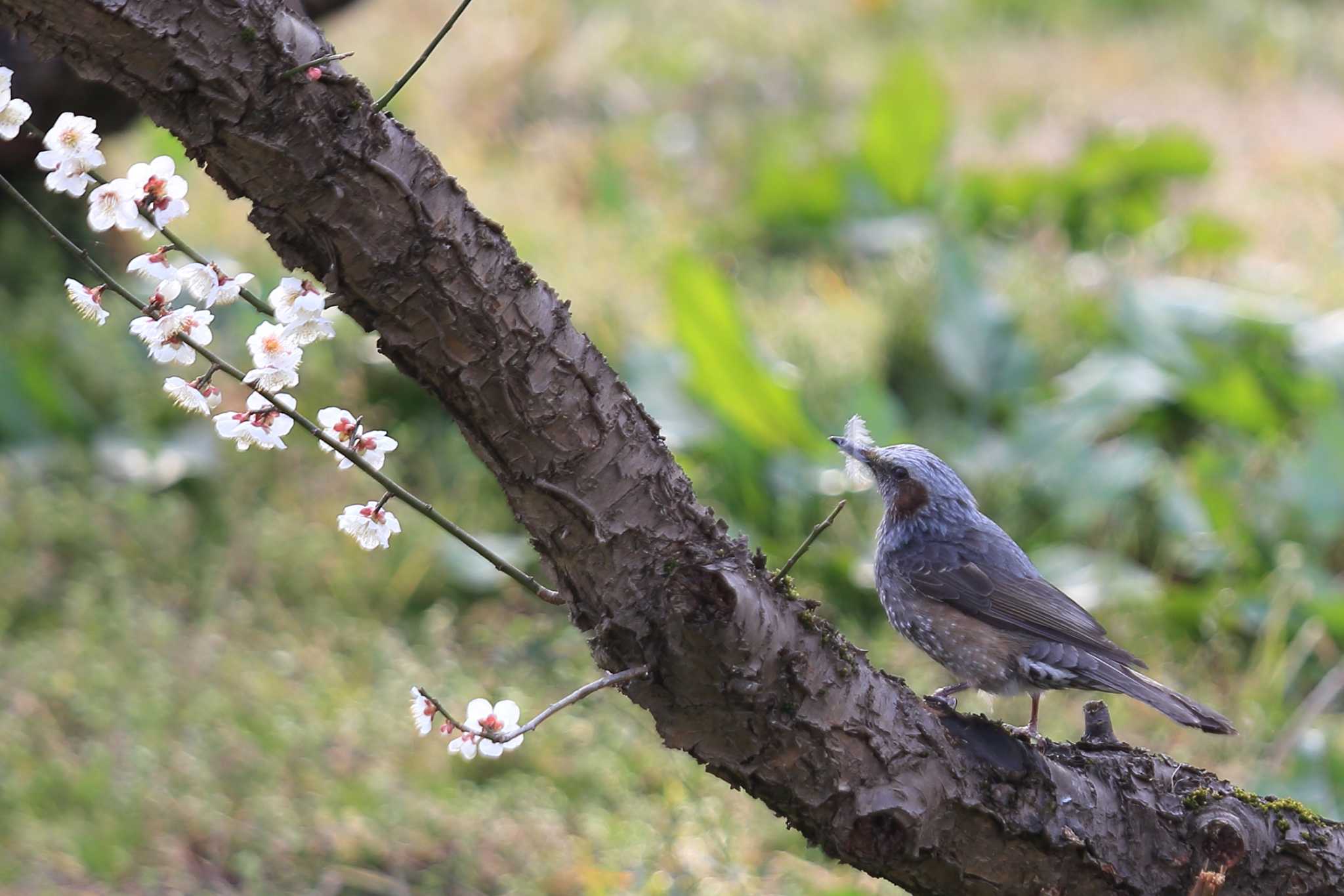 Photo of Brown-eared Bulbul at 南濃梅園 by ごろう