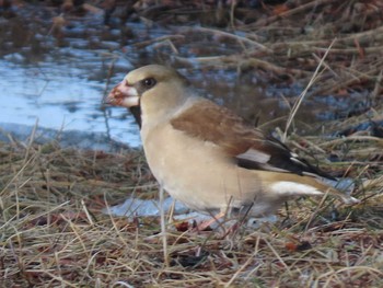 Hawfinch Unknown Spots Sun, 2/28/2021