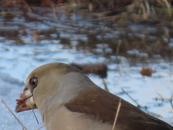 Hawfinch Unknown Spots Sun, 2/28/2021