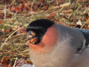 Eurasian Bullfinch Unknown Spots Sun, 2/28/2021