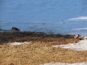 Eurasian Bullfinch Unknown Spots Sun, 2/28/2021