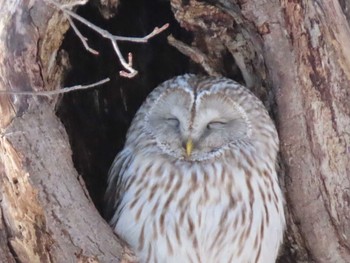 Ural Owl(japonica) Unknown Spots Sun, 2/28/2021