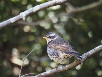 2021年2月28日(日) 葛西臨海公園の野鳥観察記録