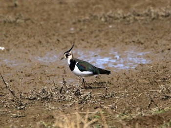 Northern Lapwing Izumi Crane Observation Center Sat, 12/17/2016