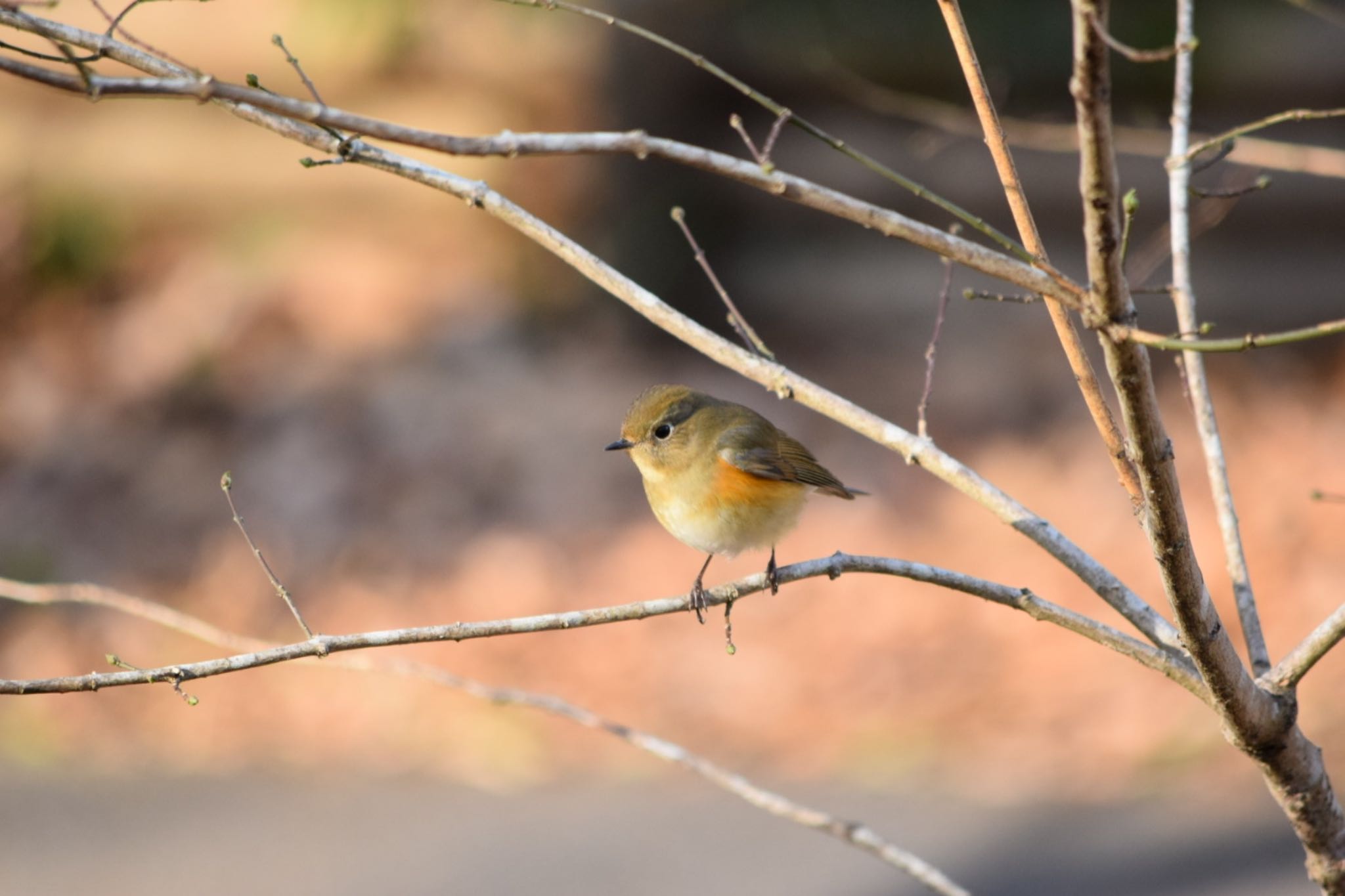 Red-flanked Bluetail