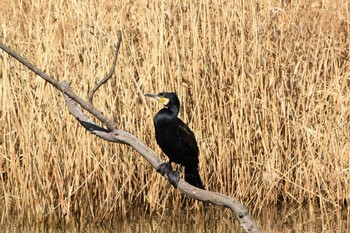 Sun, 2/28/2021 Birding report at 狭山丘陵