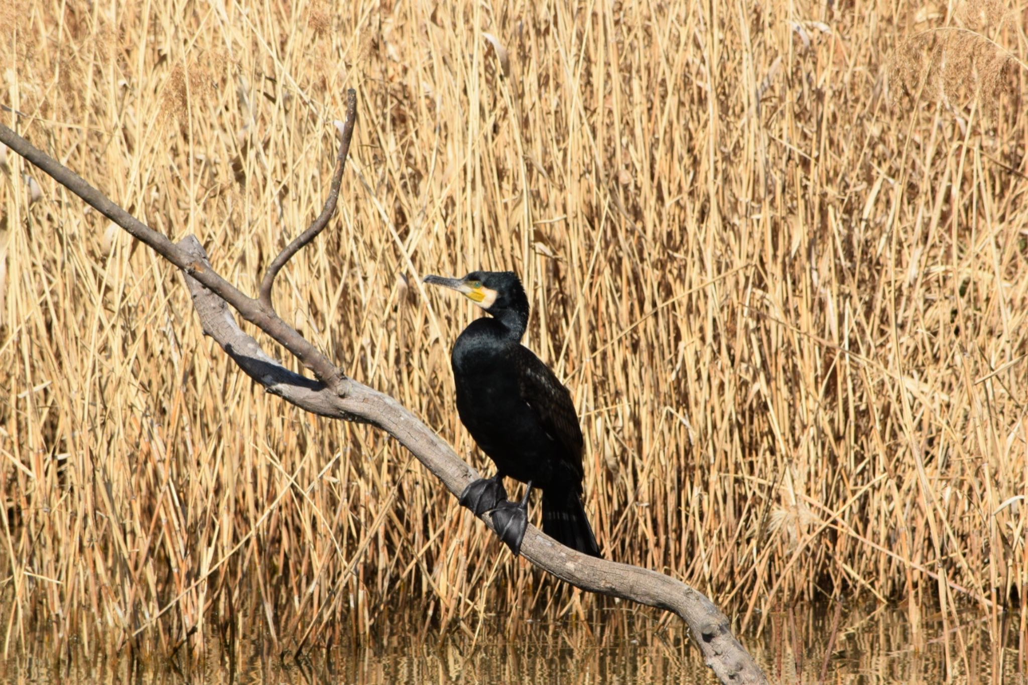 Great Cormorant