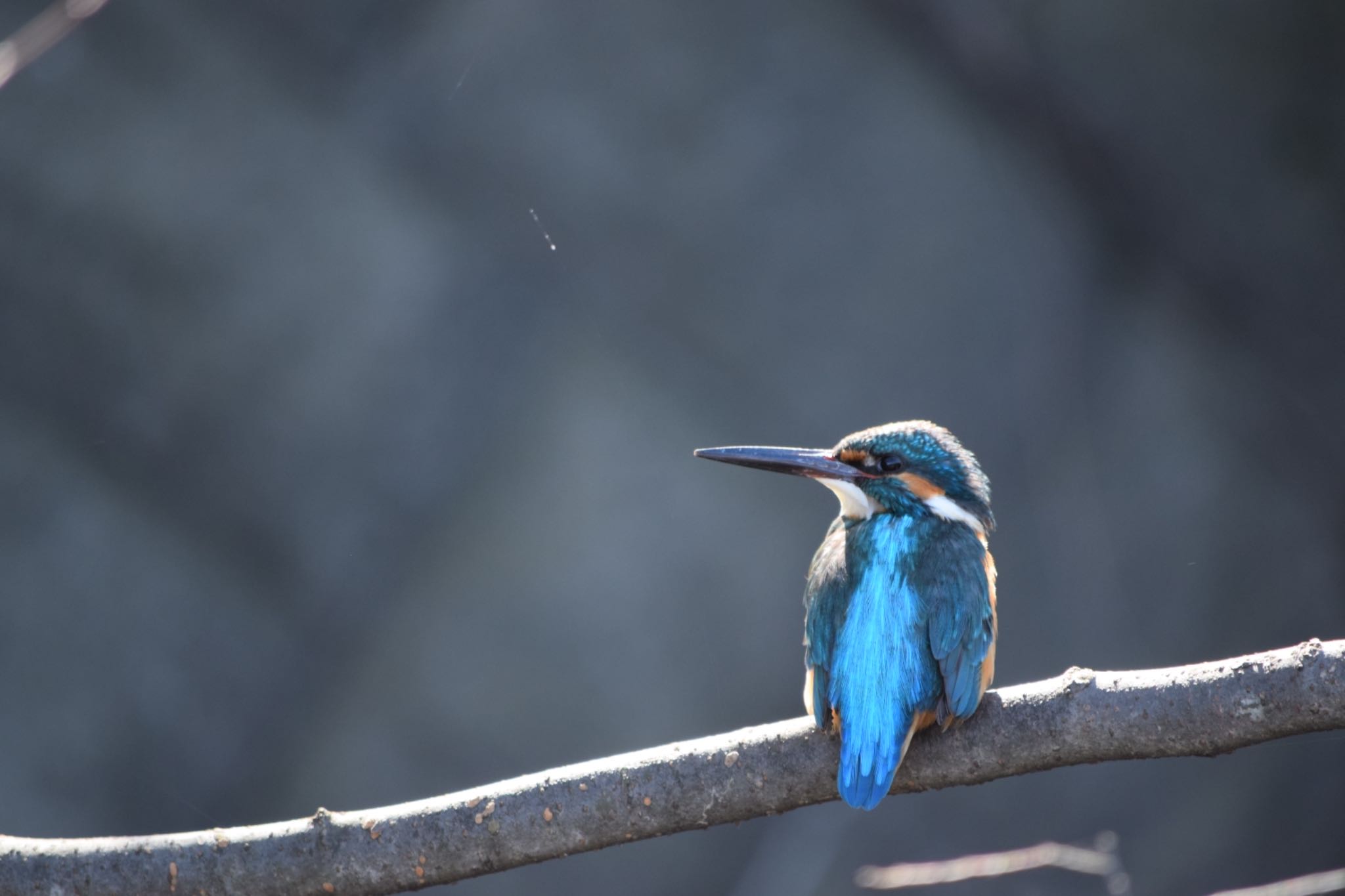 Photo of Common Kingfisher at 狭山丘陵 by naturedrop