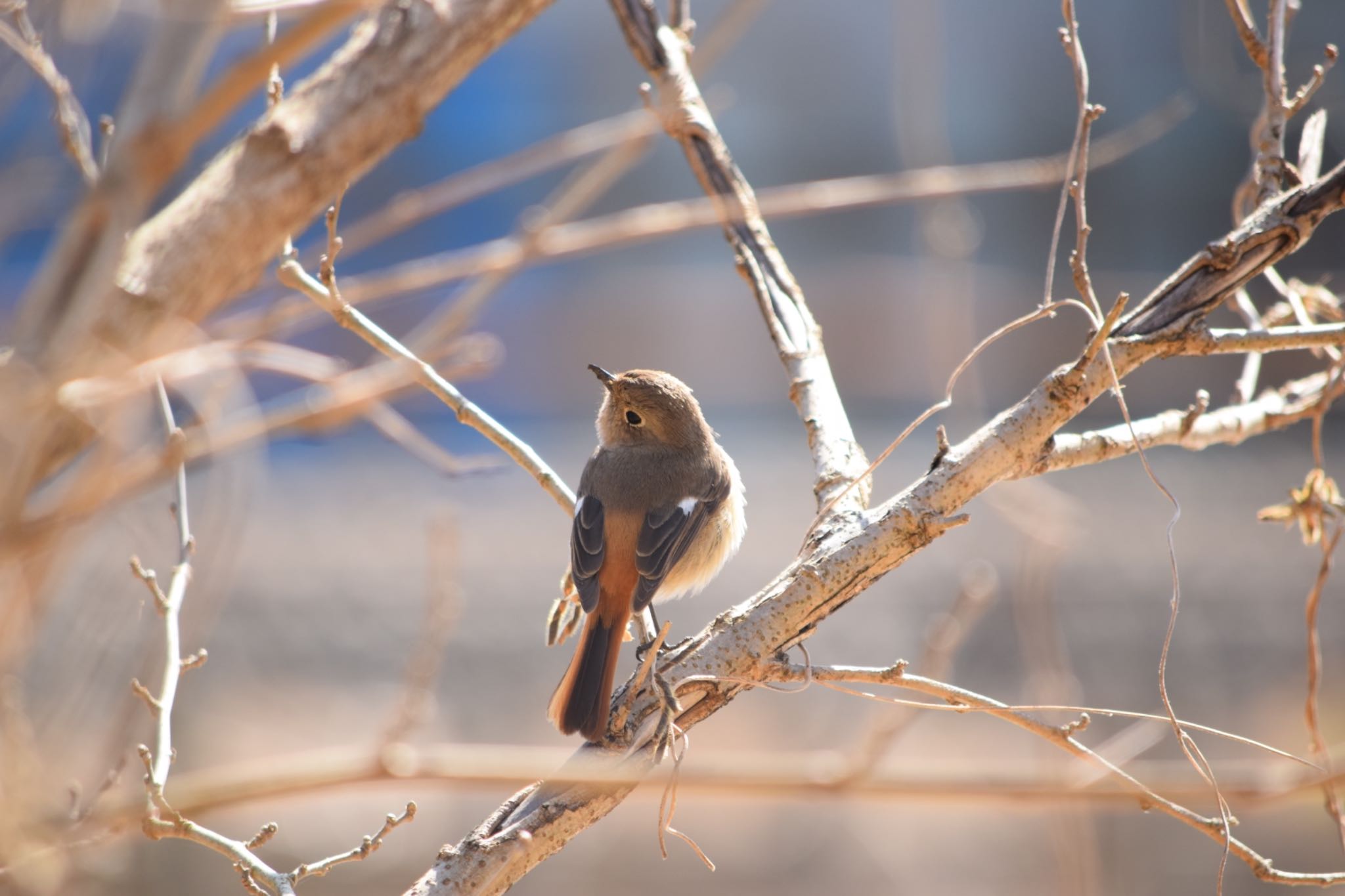 Daurian Redstart