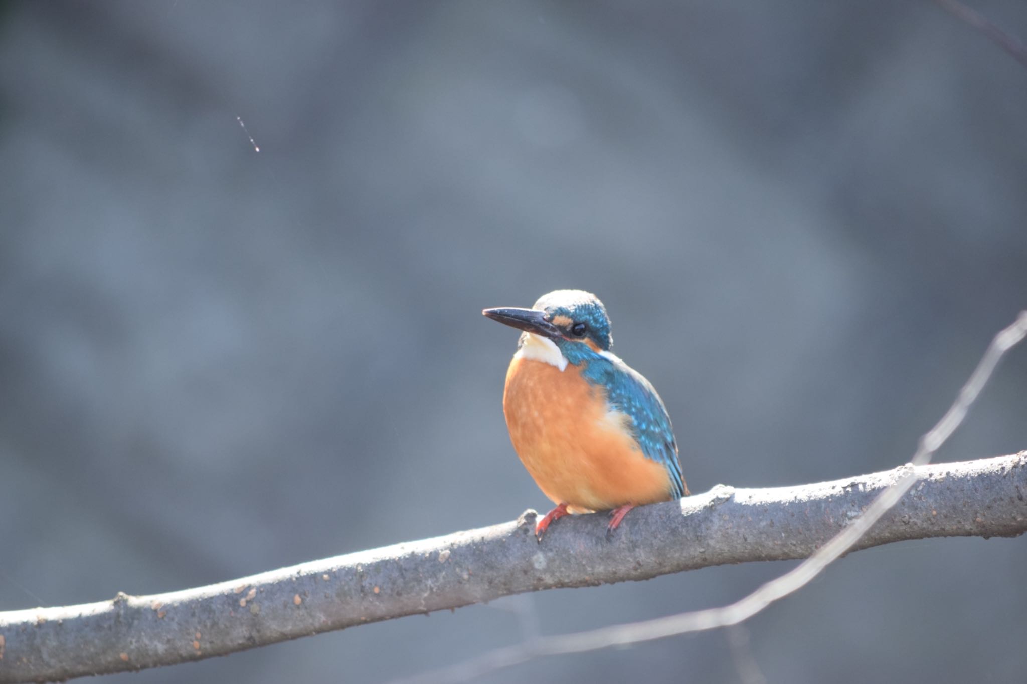 Photo of Common Kingfisher at 狭山丘陵 by naturedrop