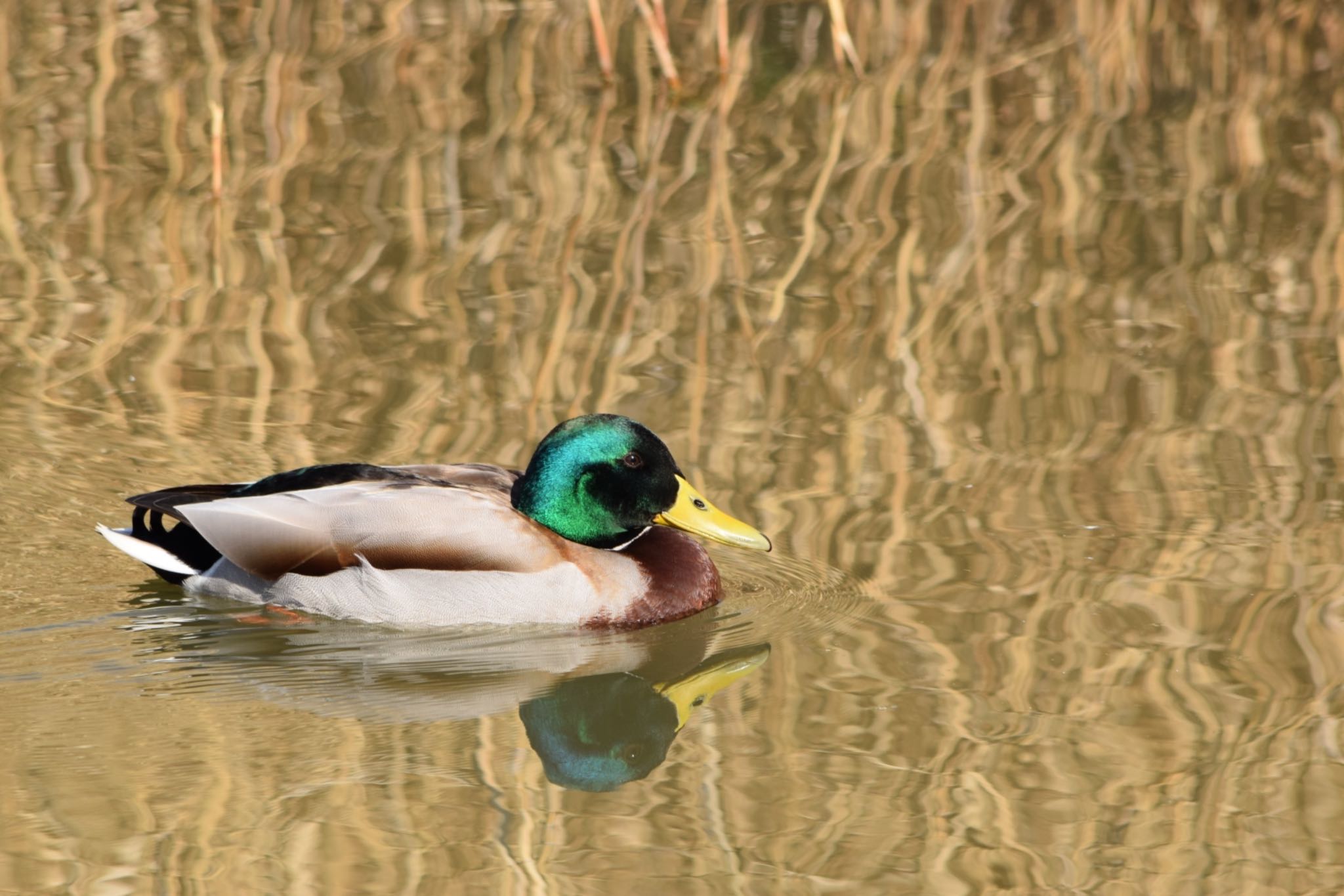 Mallard