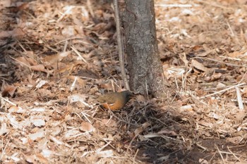 アカハラ 舞岡公園 2021年2月21日(日)