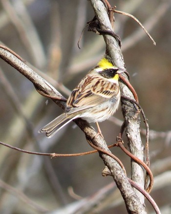 Yellow-throated Bunting 尖石（三井の森） Sun, 1/22/2017