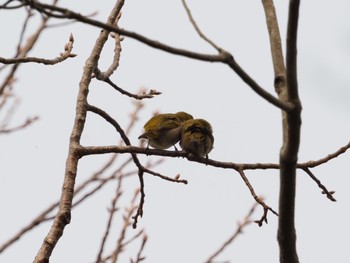 Warbling White-eye 日岡山公園 Sun, 2/28/2021