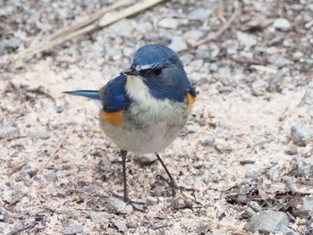 Red-flanked Bluetail 日岡山公園 Sun, 2/28/2021