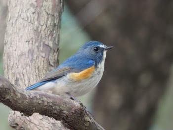 Red-flanked Bluetail 日岡山公園 Sun, 2/28/2021