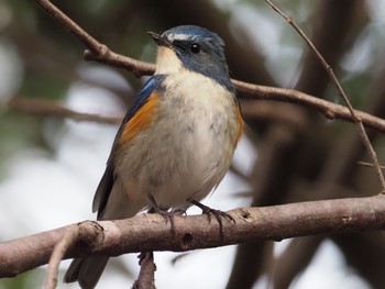 Red-flanked Bluetail 日岡山公園 Sun, 2/28/2021