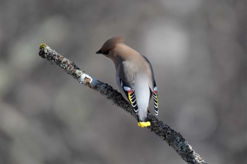 2021年2月28日(日) 戦場ヶ原の野鳥観察記録