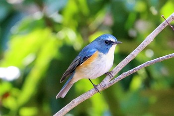 Red-flanked Bluetail Machida Yakushiike Park Sat, 2/27/2021