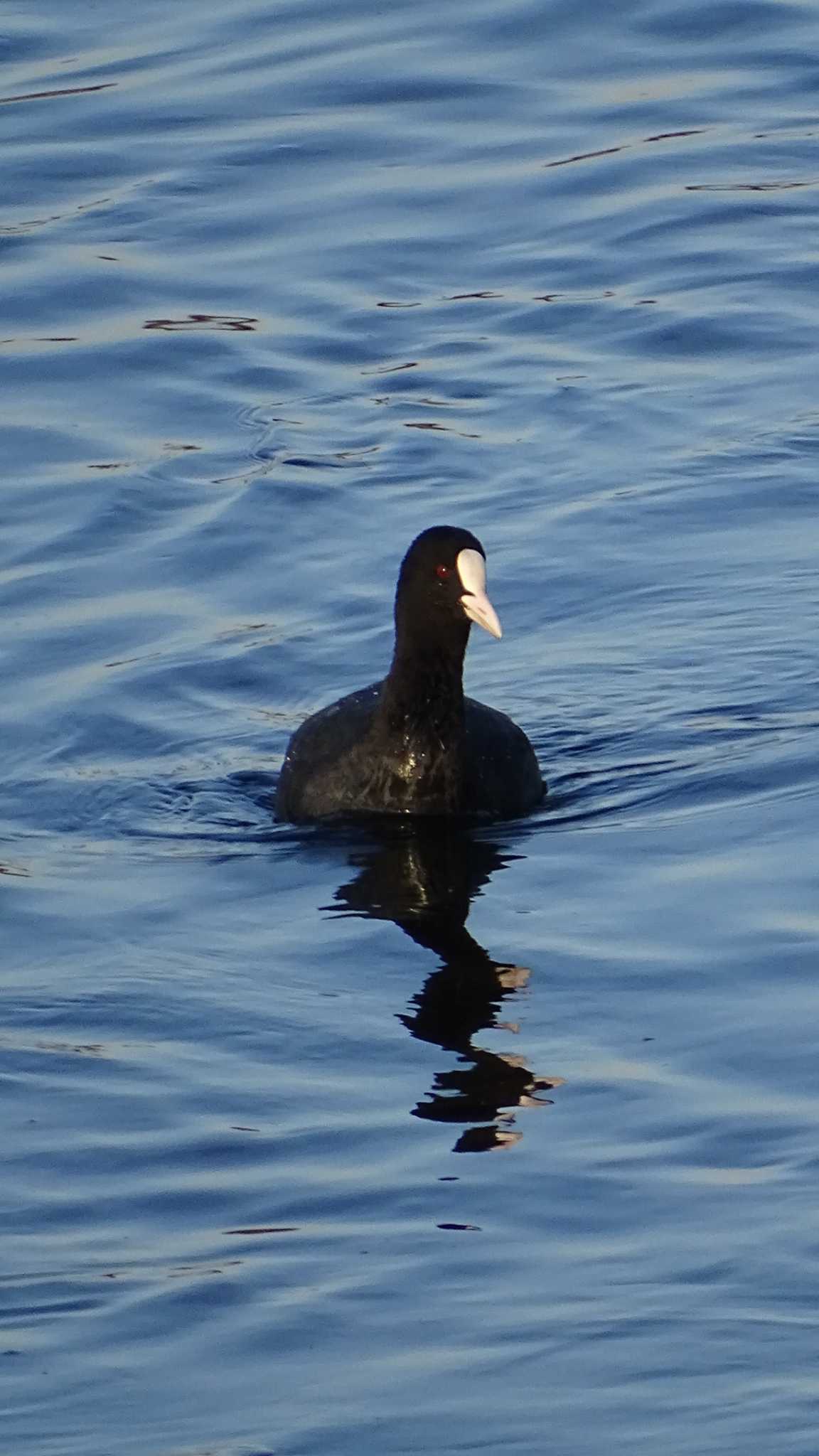 Photo of Eurasian Coot at 多摩川 by poppo