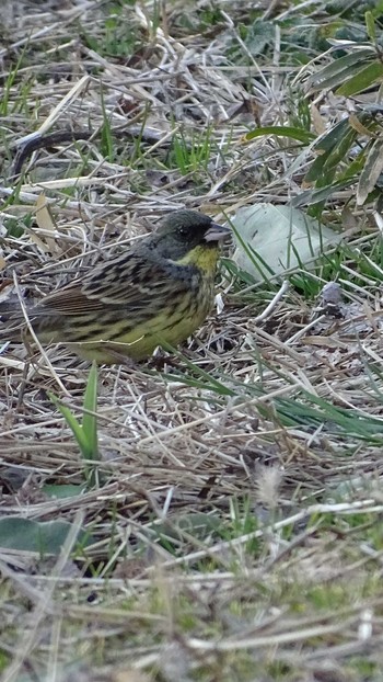 Masked Bunting 多摩川 Sun, 2/28/2021