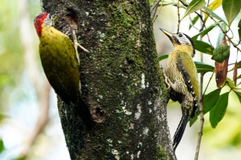 2021年2月28日(日) Pasir Ris Park (Singapore)の野鳥観察記録
