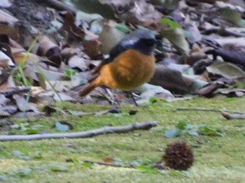 2021年2月28日(日) 香澄公園の野鳥観察記録