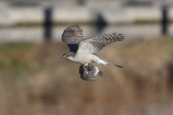 Eurasian Goshawk 埼玉県霞川 Sat, 1/19/2019