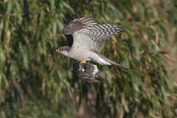 Eurasian Goshawk 埼玉県霞川 Sat, 1/19/2019