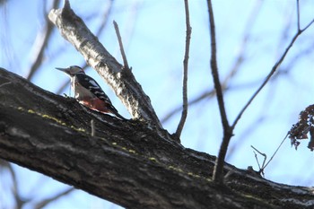 2021年2月28日(日) 座間谷戸山公園の野鳥観察記録