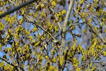 マヒワ 長浜公園 2015年3月5日(木)