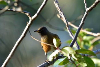 アカハラ 長浜公園 2015年3月5日(木)