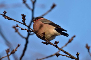 ウソ 長浜公園 2015年3月5日(木)